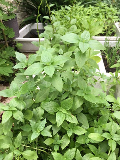 Khu vườn tuyệt đẹp toàn rau xanh trong biệt thự triệu đô của Thủy Tiên - Công Vinh - Tin sao Viet - Tin tuc sao Viet - Scandal sao Viet - Tin tuc cua Sao - Tin cua Sao