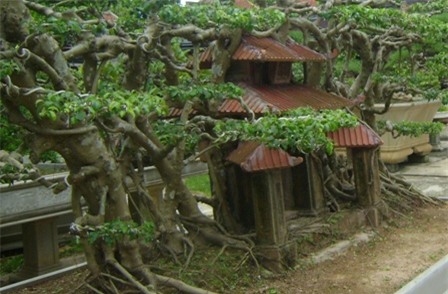 cây sanh,cây cổ thụ,cây cảnh,cây cảnh tiền tỷ