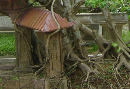 cây sanh,cây cổ thụ,cây cảnh,cây cảnh tiền tỷ