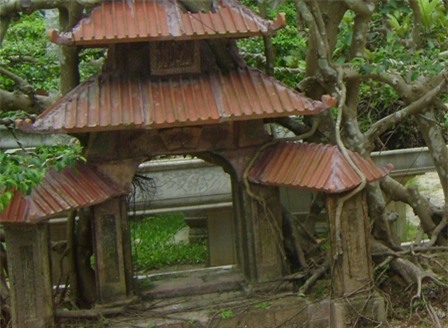 cây sanh,cây cổ thụ,cây cảnh,cây cảnh tiền tỷ