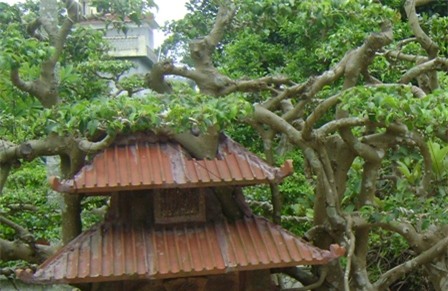 cây sanh,cây cổ thụ,cây cảnh,cây cảnh tiền tỷ