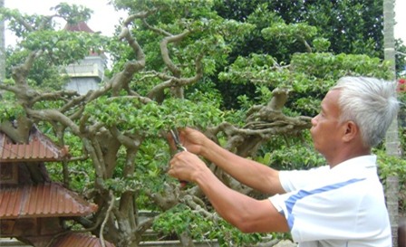 cây sanh,cây cổ thụ,cây cảnh,cây cảnh tiền tỷ