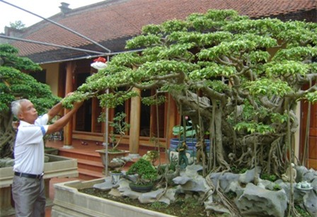 cây sanh,cây cổ thụ,cây cảnh,cây cảnh tiền tỷ