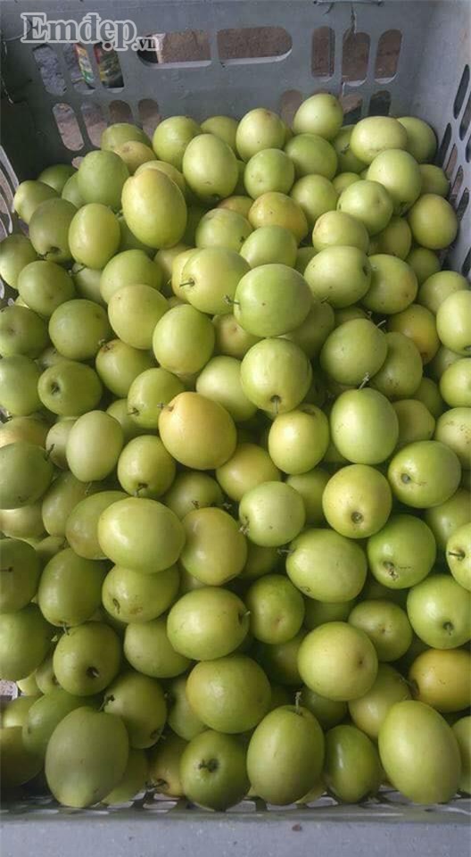 Táo chua đầu mùa 45.000 đồng/kg vẫn hút người mua