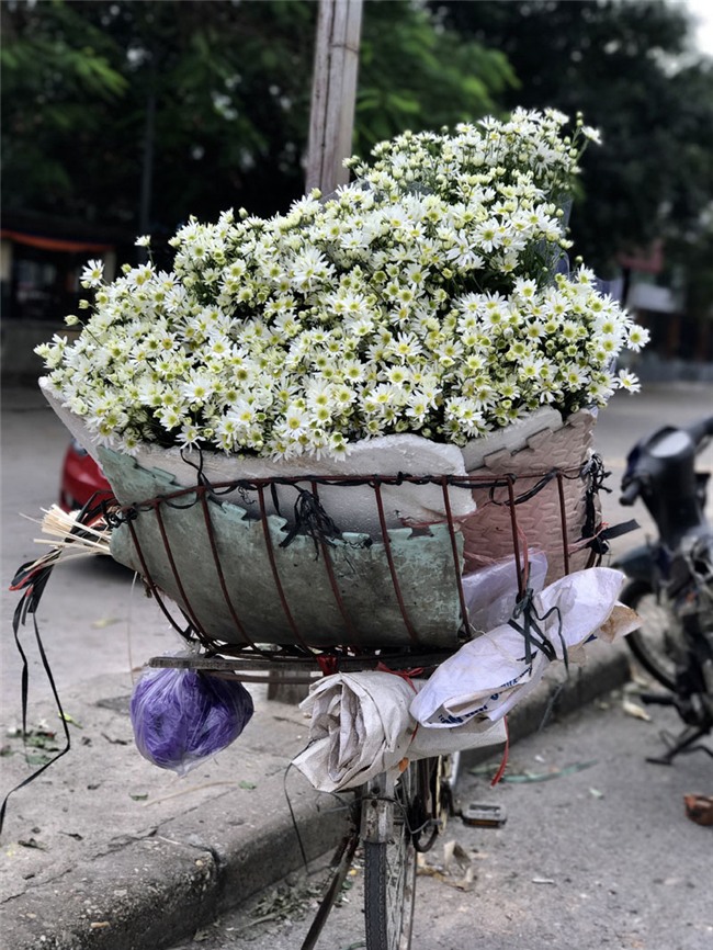 cúc họa mi,vườn hoa nhật tân,nông dân làm giàu