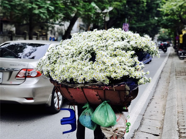 cúc họa mi,vườn hoa nhật tân,nông dân làm giàu