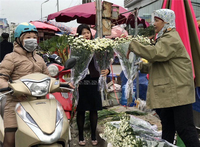 cúc họa mi,vườn hoa nhật tân,nông dân làm giàu