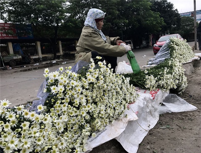 cúc họa mi,vườn hoa nhật tân,nông dân làm giàu