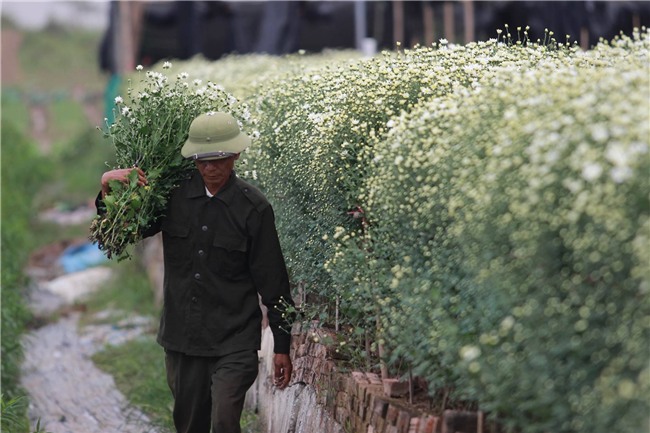 cúc họa mi,vườn hoa nhật tân,nông dân làm giàu