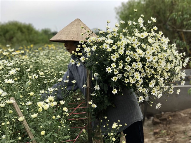 cúc họa mi,vườn hoa nhật tân,nông dân làm giàu