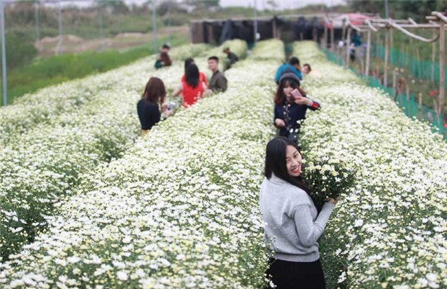 cúc họa mi,vườn hoa nhật tân,nông dân làm giàu