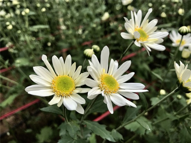 cúc họa mi,vườn hoa nhật tân,nông dân làm giàu