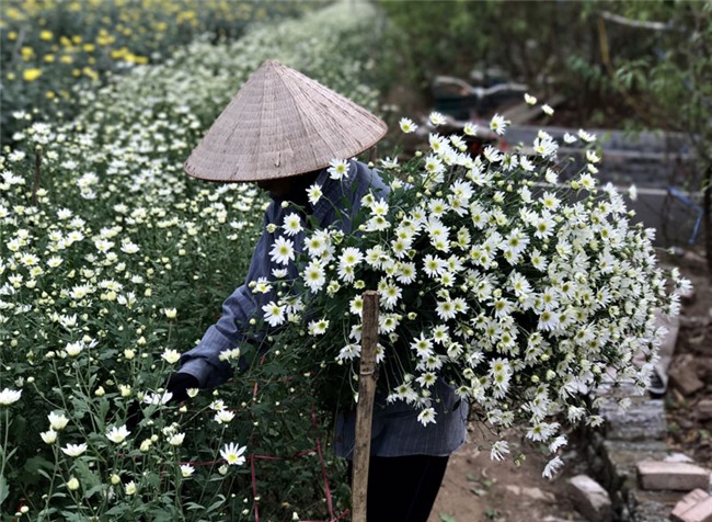 cúc họa mi,vườn hoa nhật tân,nông dân làm giàu