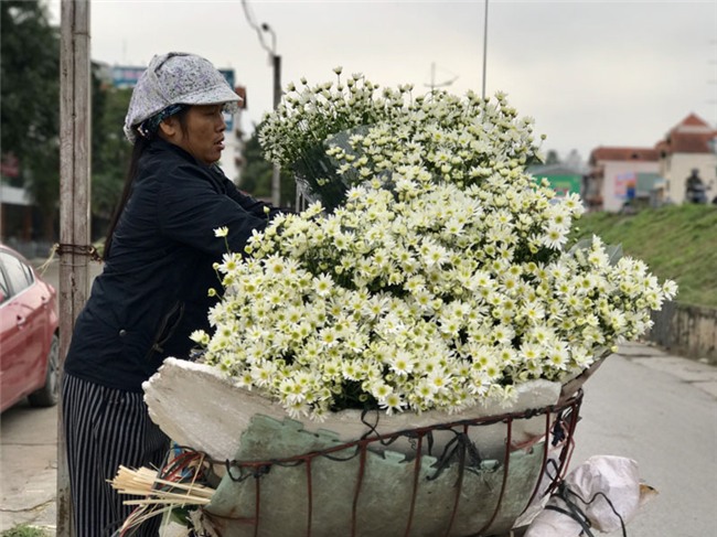 cúc họa mi,vườn hoa nhật tân,nông dân làm giàu