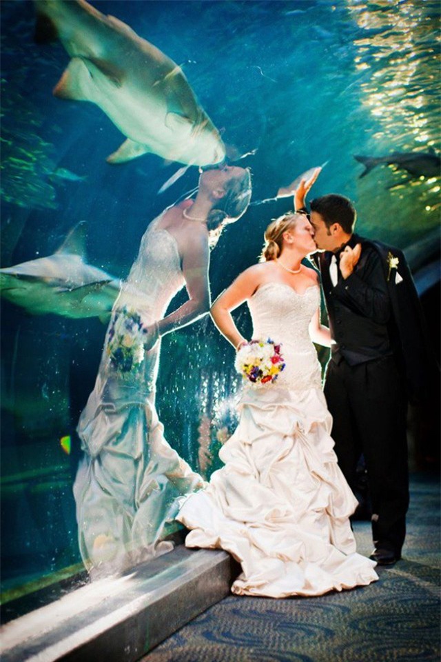 Khoảnh khắc cô dâu hôn chú rể nhưng trên hình phản chiếu lại giống như đang hôn chú cá mập.
