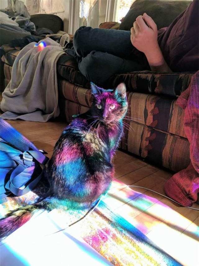Hình ảnh chiếu lên trông giống như chú mèo có nhiều màu sắc sặc sỡ.