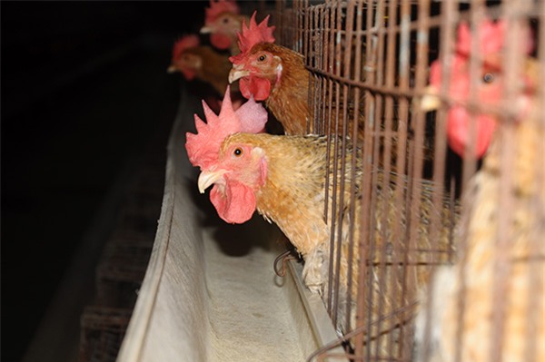 Nông dân làm giàu,bỏ đại học về quê,tỷ phú nông dân