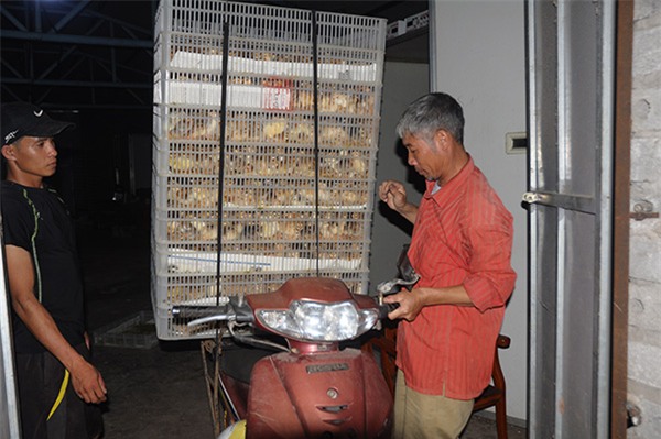 Nông dân làm giàu,bỏ đại học về quê,tỷ phú nông dân