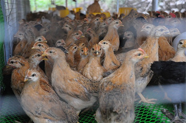 Nông dân làm giàu,bỏ đại học về quê,tỷ phú nông dân