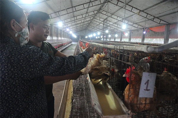 Nông dân làm giàu,bỏ đại học về quê,tỷ phú nông dân