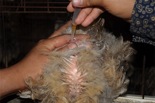 Nông dân làm giàu,bỏ đại học về quê,tỷ phú nông dân