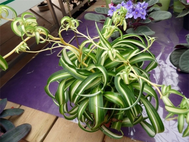 Mua ngay hoa này để đặt trên ban thờ tài lộc, may mắn ùn ùn kéo đến trong năm mới