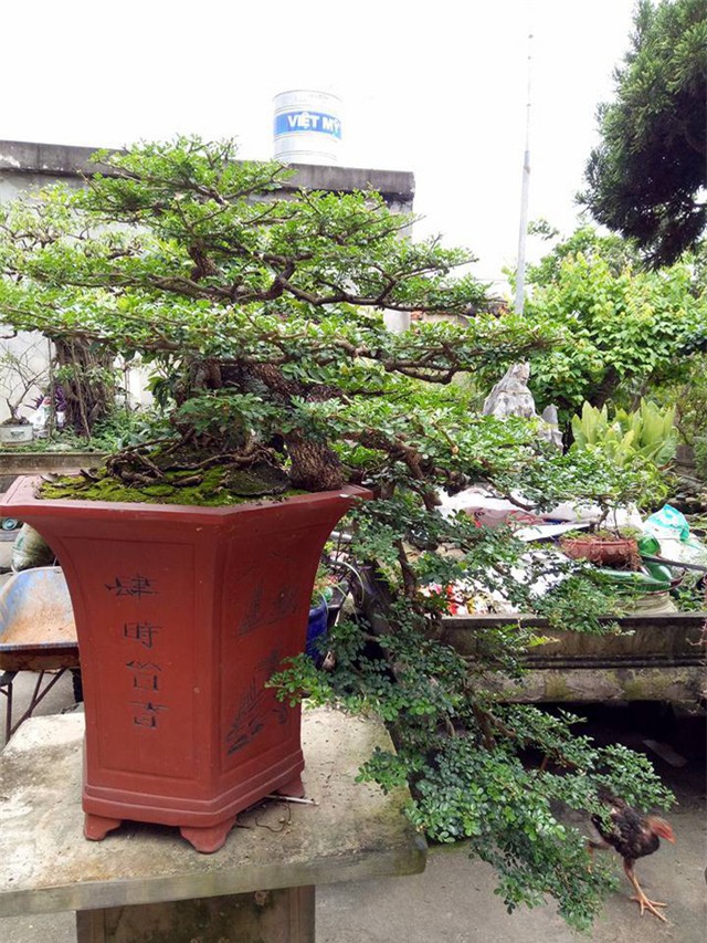  Toàn cảnh cây cần thăng giá hàng ngàn đô của anh Nguyễn Văn Uy (phường Phả Lại, thị xã Chí Linh, Hải Dương) có tuổi đời khoảng 50 tuổi, rất quý hiếm. 