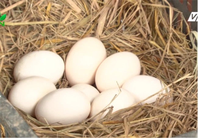 Bí ẩn đằng sau những quả trứng gà ta rẻ bán đầy chợ - Ảnh 1.