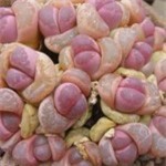 Thực phẩm này là kẻ thù của mỡ thừa! Giảm 30 kg trong 1 tháng! Vào buổi sáng