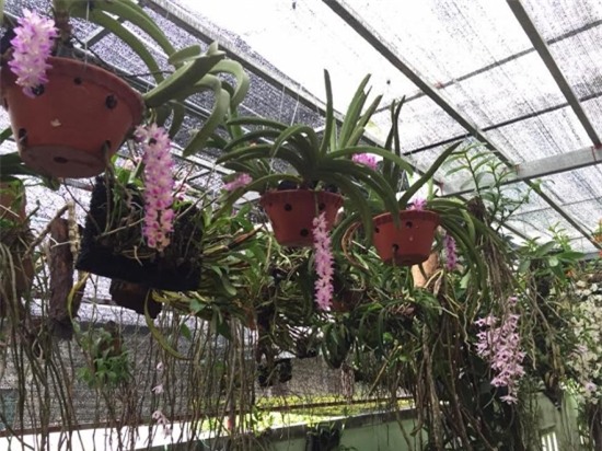 vuon lan rung quy hiem va 3 bi quyet thanh cong cua chu vuon hinh anh 1