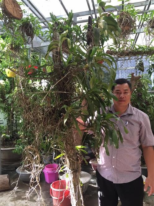 vuon lan rung quy hiem va 3 bi quyet thanh cong cua chu vuon hinh anh 2