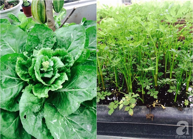 Mê mẩn vườn rau xanh mướt trên sân thượng 40m² với chi phí 7 triệu đồng của người chồng chiều vợ - Ảnh 11.