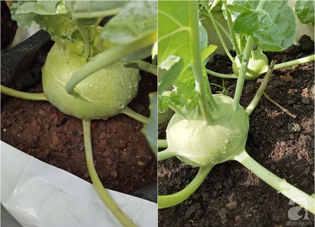Mê mẩn vườn rau xanh mướt trên sân thượng 40m² với chi phí 7 triệu đồng của người chồng chiều vợ - Ảnh 12.