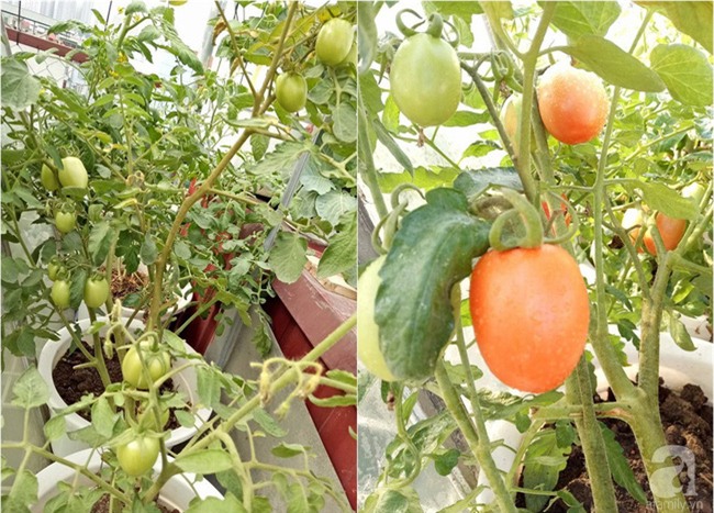 Mê mẩn vườn rau xanh mướt trên sân thượng 40m² với chi phí 7 triệu đồng của người chồng chiều vợ - Ảnh 14.