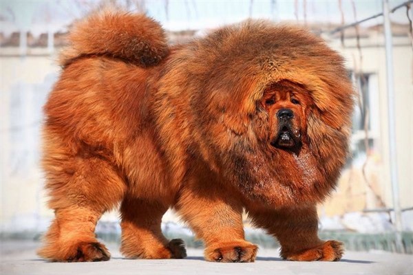 chan cho ngao tay tang, gioi sieu giau tq nuoi gi? hinh anh 1