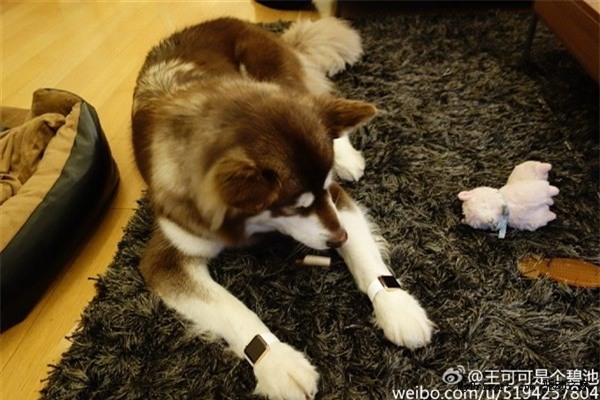 chan cho ngao tay tang, gioi sieu giau tq nuoi gi? hinh anh 2