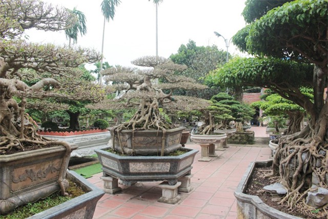 cây cảnh,cây cảnh tiền tỷ,chơi cây