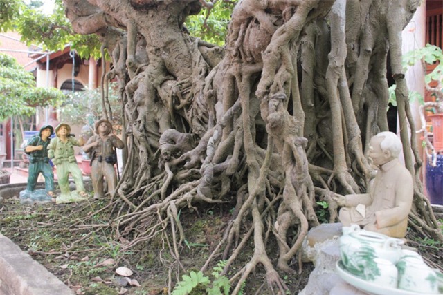 cây cảnh,cây cảnh tiền tỷ,chơi cây