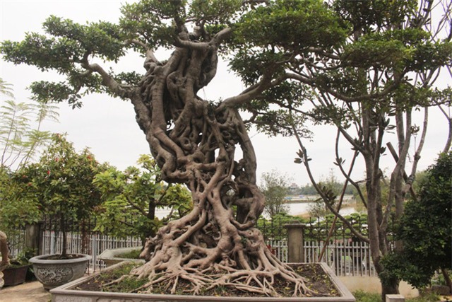 cây cảnh,cây cảnh tiền tỷ,chơi cây