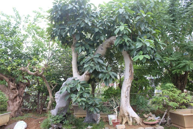 cây cảnh,cây cảnh tiền tỷ,chơi cây