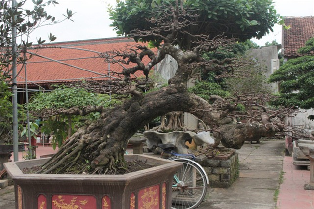 cây cảnh,cây cảnh tiền tỷ,chơi cây