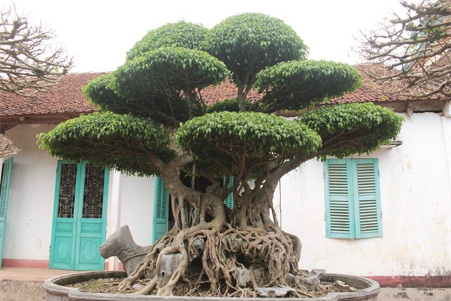 cây cảnh,cây cảnh tiền tỷ,chơi cây