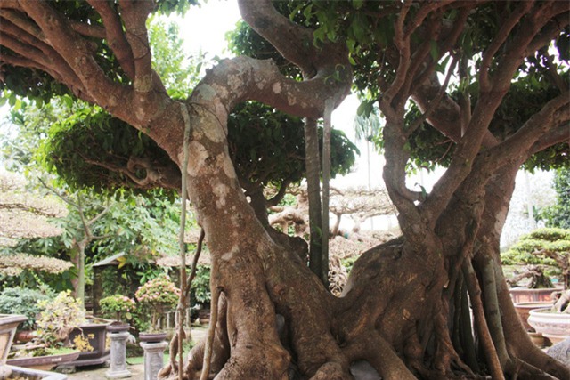 cây cảnh,cây cảnh tiền tỷ,chơi cây