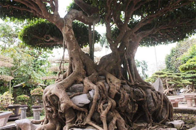 cây cảnh,cây cảnh tiền tỷ,chơi cây