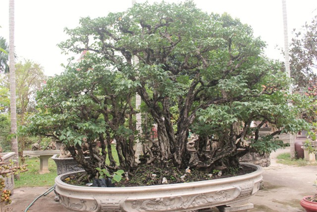 cây cảnh,cây cảnh tiền tỷ,chơi cây