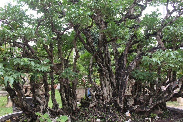 cây cảnh,cây cảnh tiền tỷ,chơi cây