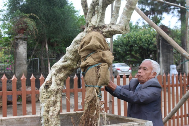 cây cảnh,cây cảnh tiền tỷ,chơi cây