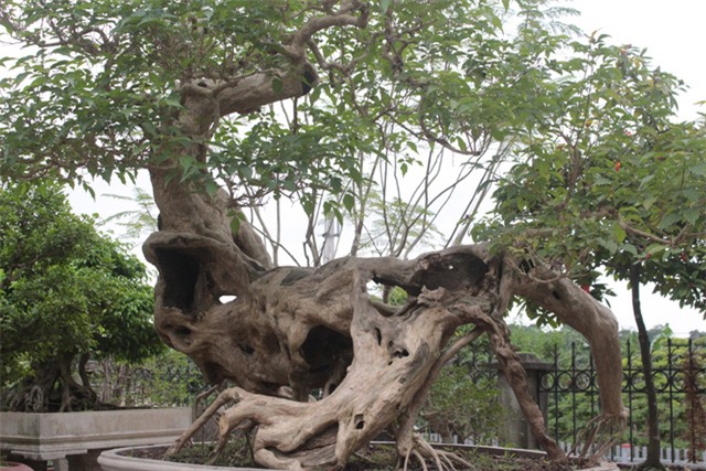 cây cảnh,cây cảnh tiền tỷ,chơi cây