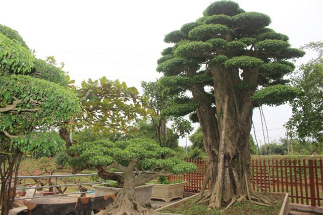 cây cảnh,cây cảnh tiền tỷ,chơi cây