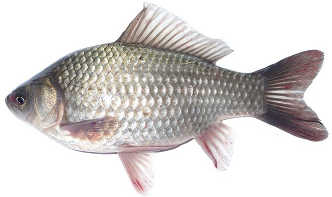 Cá càng lớn, bộ phận này càng tích tụ nhiều chất độc: Chúng ta vẫn vô tư ăn mà không biết - Ảnh 2.